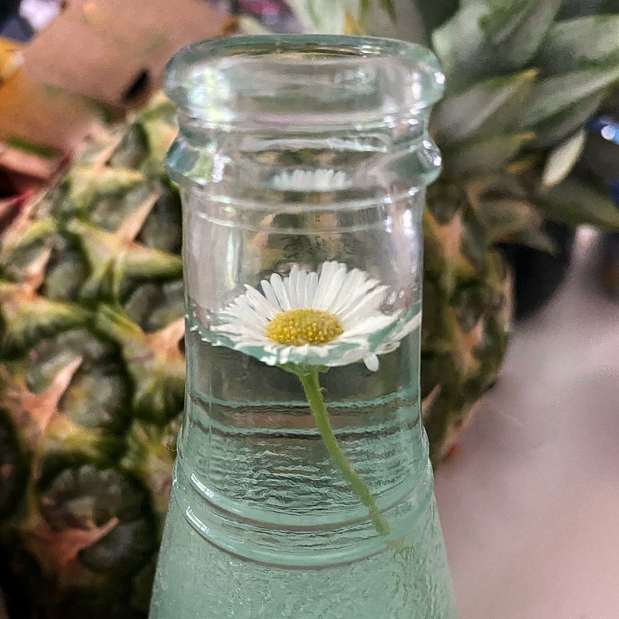 Eine Glasflasche, in der ein Gänseblümchen schwimmt vor einer Ananas